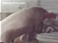 Massive hog mounting and pummeling an amateur MILF in multiple positions