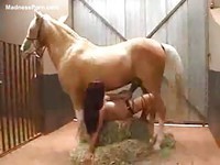 Naughty newcomer to zoophilia porn sucking on a horse cock and taking it deep in her cunt