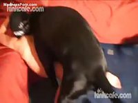 KinkCafe - Porky amateur woman being filmed by her husband while having sex with an animal