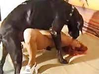 Fiery animal sex newcomer spreads her legs and mounts up so a black dog can bang her