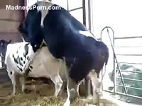 Huge horny bull is trying to have intercourse with its female