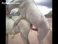 Animal fetish movie featuring two donkeys fucking in the great outdoors