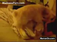 Boyfriend laughing while his dog tries to fuck his girlfriend