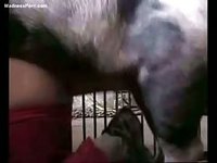 Zoophilia TV - Collection of men bending over to get fucked by horses
