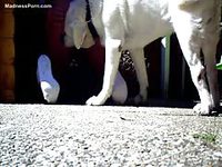 zoophilia loving dude bends over while outdoors so that his white dog can nail him