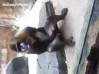 Visitors at the local zoo laugh as they witness a baboon jerking off