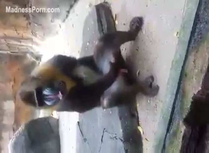 Chimpanzee Fucking