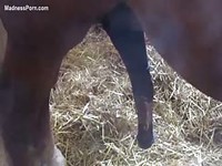 Funny video of a guy jerking off while he holds the camera on a horse's hard dick