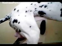Massive dalmatian mounting a willing thick cougar and penetrating her snug pussy