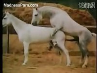 Collection of horses having hardcore zoo sex while on the ranch or out in the wild