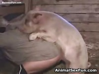Extreme bestiality sex video with a pig screwing a willing dude from behind