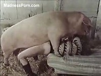 28 - Wild Boar Fucks A Girl - Sex With Pigs | EXTREMEXXX.ORG