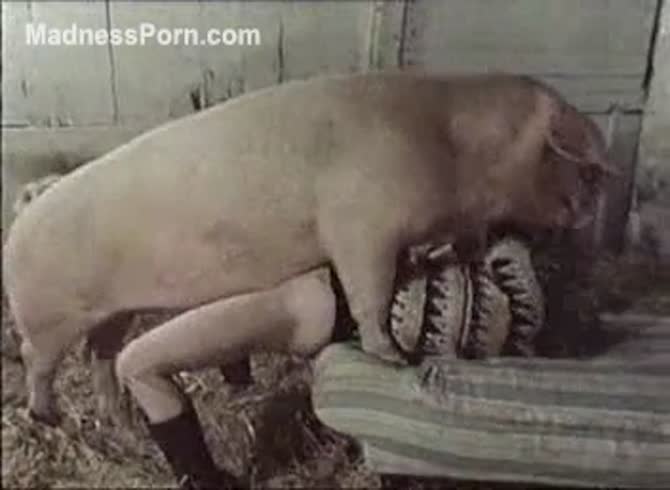 Tiny woman pinned and fucked by an enormous pig in this amat. 