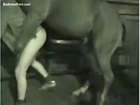 Massive horse drilling away at a willing animal sex loving dudes once tight asshole