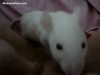 Pet mouse eating a young girl's perfectly shaved tight pussy