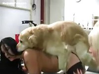 Couple of young girlfriends being used by a dog in this beast video