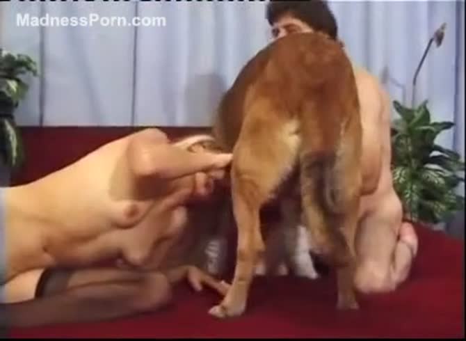Zoophilia - Amateur couples love bestiality sex with their dog - Zoophilia  Porn, Zoophilia Porn With Dog at MadnessPorn