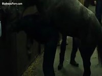 Older woman punished in the barn by a horse as her husband witnesses and captures it
