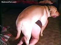 Horny pup has his way with this zoophilia sex loving amateur wife that loves animal fun