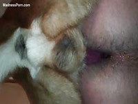 Knotted up dog unloading it's cum in a wanting guys tight asshole in this beastiality movie