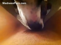 Kate adores making her dog lick her small vagina