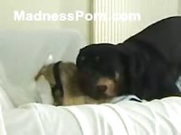 Horny whore dominated by her own dog