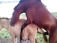 Tourist captures a horse mounting it's partner from behind