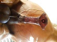 Closeup video of a muscular horses enlarged cock