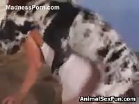 AnimalPass - Spotted dog really pounds a big Cuban woman in this bestiality video