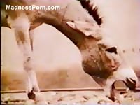 Old zoo sex fetish video featuring a mule getting fucked hard by another donkey