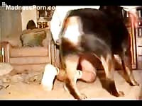 Guy gets horny during a camshow and lets the dog fuck his asshole