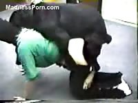 Huge black dog slamming a willing guy from behind in this beast sex video