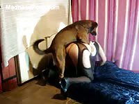 Massive brown dog penetrating a crossdressing dude from behind