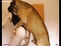 Huge muscular dog banging a skinny young blonde whore