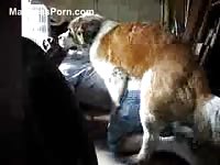 Curious guy drops his shorts and ends up getting fucked by his dog