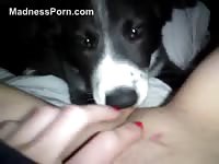 Teenage amateur holding her webcam POV as she&#039;s licked by her dog