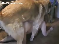 Cock addicted housewife gets fucked by her dog while sucking her mans shaft