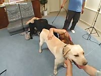 Zoophilia Japanese -  teen Asian slut sucks dog