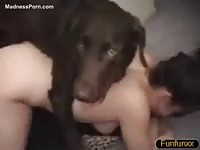 Brown-haired Labrador is gently fucking its mistress in her pussy