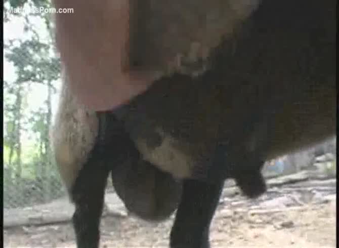670px x 490px - French gay enjoys masturbating sheep's cock - Zoophilia Porn at MadnessPorn