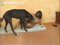 Muscular black dog taking control of a cock hungry MILF in this beast sex flick