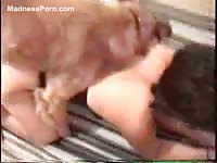 Closeup hardcore animal sex movie featuring a wife getting fucked by a dog