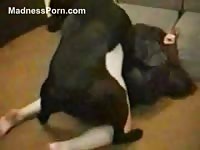 Aggressive muscular black dog shows no mercy as it hammers away on wanting petite babe