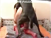 Sex-charged horny wives make their beastiality xxx movie debut with a K9 in this video