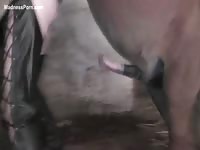 Pregnant milf is getting anally fucked hard in the stables by a horny beast