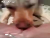 Brazen blonde makes her dog wildly lick her wet vagina