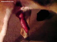 Ringed French female erotically touches her dog&#039;s big dick