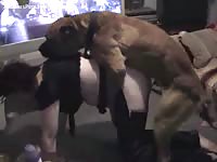 Plump married woman dressed in crotchless chaps being fucked by a K9