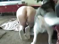 Dog is getting a perfect orgasm