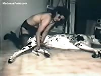 Sperm thirsty dark-haired cougar blowing and banging huge dog